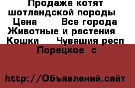 Продажа котят шотландской породы › Цена ­ - - Все города Животные и растения » Кошки   . Чувашия респ.,Порецкое. с.